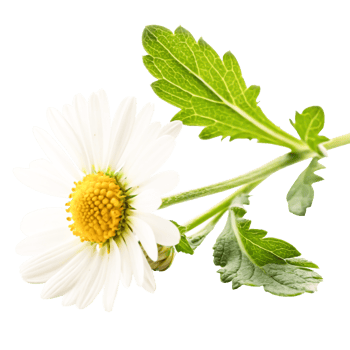 Single White Daisy Flower with Green Leaves Isolated on White Background png
