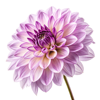 Stunning Lilac Dahlia Flower Bloom Isolated on White Background png