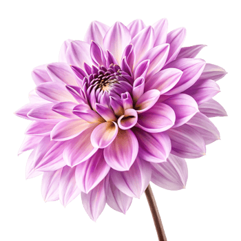 Stunning Lilac Dahlia Flower Isolated on White Background Botanical Photography png
