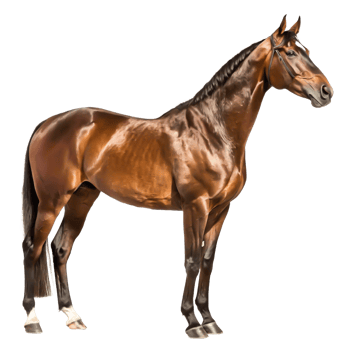 Stunning Brown Horse Portrait Elegant Equestrian Photography, Isolated on White png