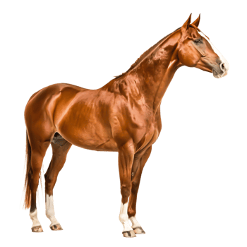 Stunning Chestnut Horse, Profile View, Isolated on White Background, Equestrian Art png
