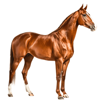 Stunning Chestnut Horse, Muscular Build, Isolated on White Background png