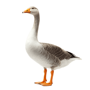 White and Gray Goose Swimming in Calm Water png