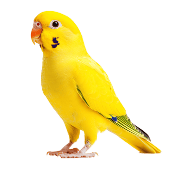 Vibrant Yellow Parakeet Perched and Ready to Take Flight png