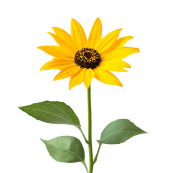 Vibrant Yellow Sunflower Blooming in Lush Green Field Under Bright Summer Sky png