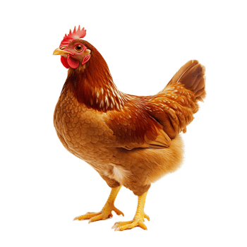 Vibrant Rooster Standing Proud on White Background png