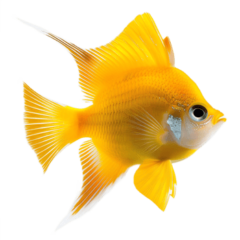 Vibrant Golden Tropical Fish Swimming Gracefully in Underwater Environment png