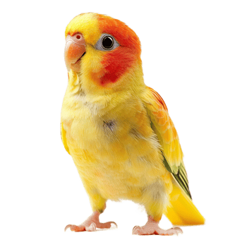 Vibrant Parrot Perched and Showing Colorful Feathers png