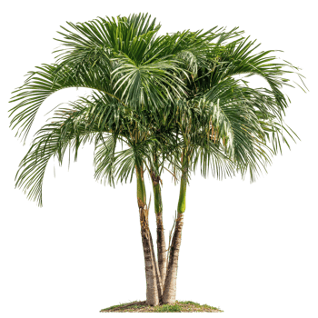 Palm tree with lush green fronds isolated on a Transparent background for natural aesthetic appeal, Palm tree isolated background png