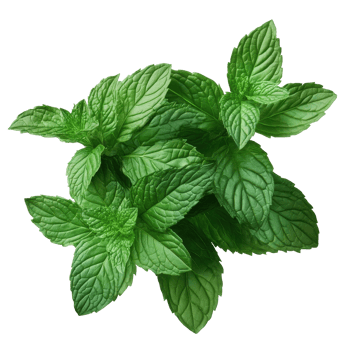 Fresh mint leaves on transparent background, ideal for culinary and herbal uses in various dishes and drinks, Fresh mint leaves on transparency png