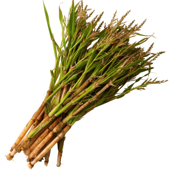 Freshly Harvested Sugarcane Stalks Bundled Together on a White Background for Healthy Ingredient Use png
