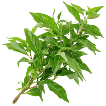 Fresh Green Bay Leaves Branch Isolated on White Background Perfect for Culinary and Herbal Uses in Various Dishes png