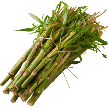 Fresh Green Stalks of Natural Plant Known for Culinary Uses and Aromatic Qualities in Bunches on White Background png