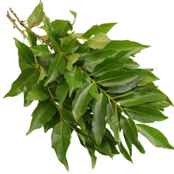 Fresh Green Bay Leaves with Glossy Texture, Perfect for Culinary and Herbal Uses, Isolated on White Background png