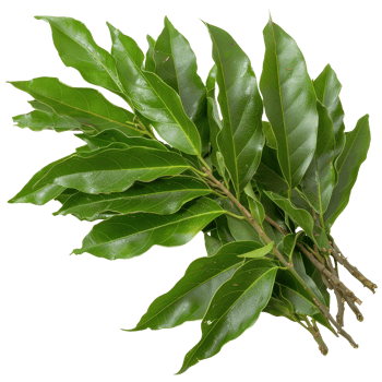 Fresh Green Bay Leaves Bundle with Glossy Texture for Culinary and Aromatic Uses in Cooking and Food Preparation png