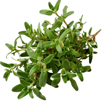 Fresh Green Thyme Sprigs Isolated on White Background for Culinary and Herbal Uses png