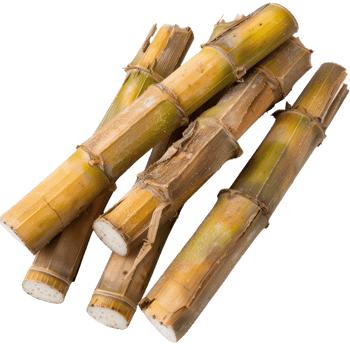 Fresh Sugar Cane Stalks on White Background Ready for Juicing or Sweetener Production in Culinary Uses and Recipes png