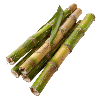 Fresh Green Sugar Cane Stalks with Leaves on White Background Perfect for Culinary and Natural Product Themes png