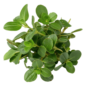 Fresh Green Herb Leaves for Culinary Use and Natural Medicine Applications in Food Preparation and Decoration png