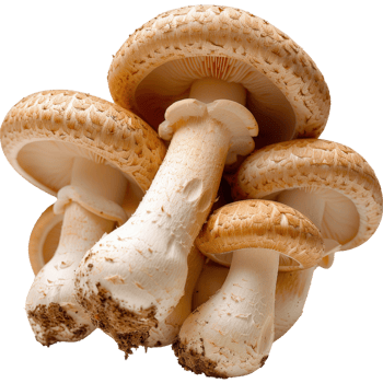 Fresh Brown Mushrooms Stacked Together with Smooth Caps and Exposed Stems on a White Background for Culinary Use png