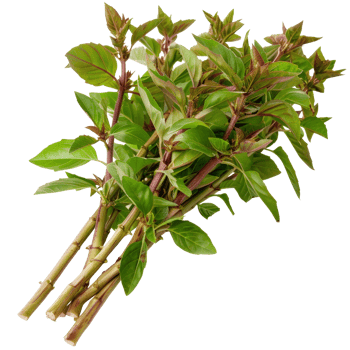 Fresh Green Basil Stems with Leaves for Culinary Use, Cooking, Flavoring, and Garnishing Dishes in the Kitchen png