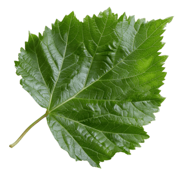 Detailed and Vibrant Green Leaf Isolated on White Background Showing Natural Texture and Intricate Veins png