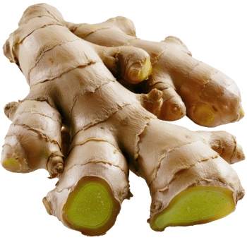 Fresh Organic Ginger Root Isolated on White Background for Culinary and Health Uses in Cooking and Remedies png