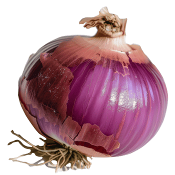 Freshly harvested red onion with vibrant skin and detailed texture, isolated on a white background for culinary use png