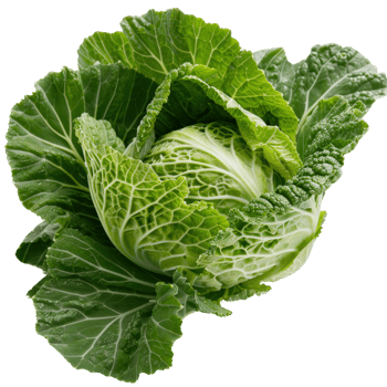 Fresh Green Cabbage with Crisp Leaves and Beautiful Texture for Healthy Cooking and Salad Preparation png