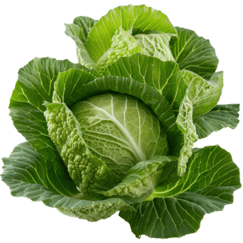 Fresh Green Cabbage Head with Crisp Leaves and Rich Texture, Perfect for Healthy Cooking and Gardening Enthusiasts png