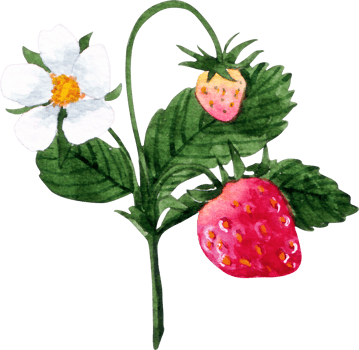 Strawberries and flower watercolor drawing in isolated background png