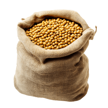 Bag of Yellow Soybeans Spilling Isolated on Transparent Background png