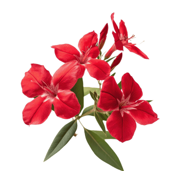 Vibrant closeup of red nerium oleander flowers showcasing delicate petals and lush green leaves, Closeup view red nerium oleander flowers isolated on Transparent background png