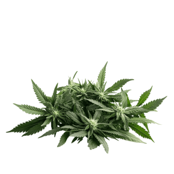 Bunch of fresh marijuana plants displayed on a white surface with a clean background, bunch marijuana plants on a white surface png