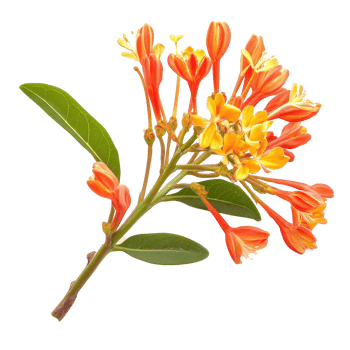 Flower of Sa lae or Broussonetia kurzii Corner showcasing vibrant orange and yellow blooms, Flower of Sa lae or Broussonetia kurzii Corner on white background png