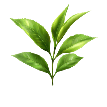 Fresh and vibrant tea leaf displayed on a transparent background showcasing its natural beauty, tea leaf isolated on transparent png
