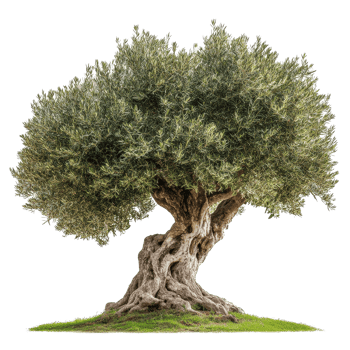 Olive tree with twisted trunk and lush foliage isolated on Transparent background, Olive tree isolated on background png