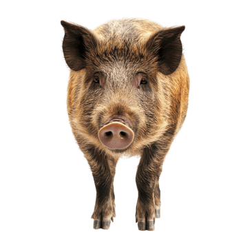 Wild boar stands alone on a Transparent background showcasing its features and texture, Wild Boar isolated on background png