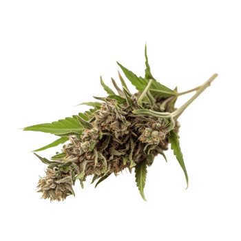 Medical marijuana plant with buds and leaves isolated on Transparent background, medical marijuanaisolated on background png
