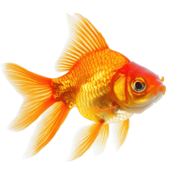 Goldfish swims gracefully in isolation against a clean white background showcasing its vibrant colors, Gold fish Isolationisolated on white background png