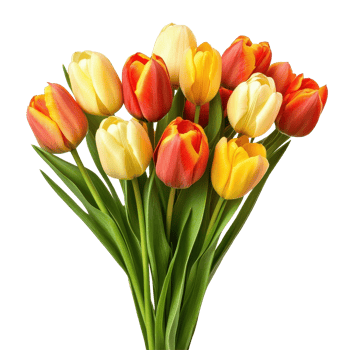 Colorful tulip flower bouquet arranged with vibrant hues isolated on Transparent background, Tulip Flower Bouquet isolated on background png