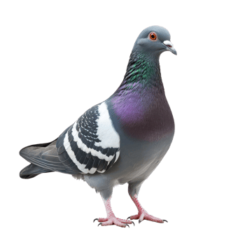 Grey pigeon standing isolated on a white background showcasing its vivid plumage and unique features, grey pigeon isolated on white background png