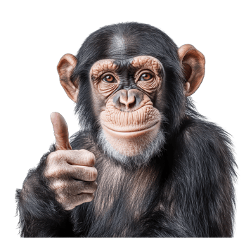 Chimpanzee giving a thumbs up isolated on white background showcasing a friendly expression and playful attitude, Chimpanzee Giving Thumbs Up Isolated on white background png
