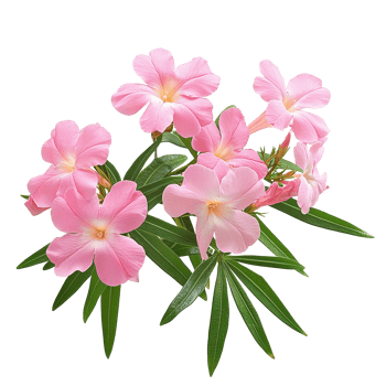 Beautiful pink nerium oleander flowers isolated on a Transparent background capturing the essence of nature s charm, Isolated image pink nerium oleander flowers on a background png