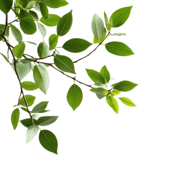 Closeup of vibrant green leafy branches against a bright Transparent background showcasing natural beauty, Closeup view green leafy branches isolated on background png