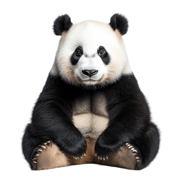 Panda sitting calmly against an isolated Transparent background, showcasing its distinctive black and white fur, Panda isolated background png