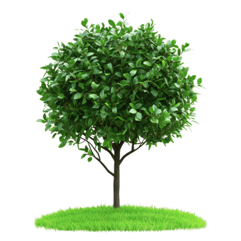 Bush thriving with vibrant green leaves on a white background with lush grass at the base, Image a group marine fish isolated on a white background png