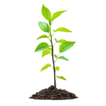 Growing tree with young leaves emerging from rich soil in a bright setting, Isolated image growing tree with young leaves on Transparent background png
