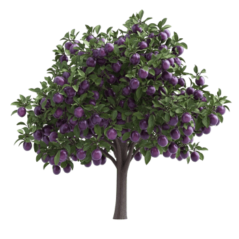 A plum tree abundant with ripe purple plums growing outdoors png