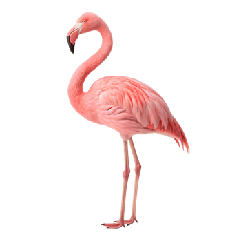 A pink flamingo stands gracefully on one leg against a transparent background png